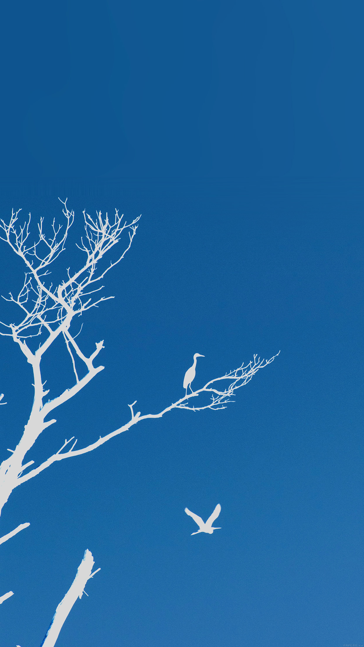 Bird Sunset Tree Blue Nature Minimal