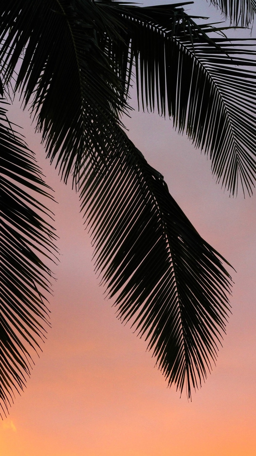 Sunset, palm trees, silhouette
