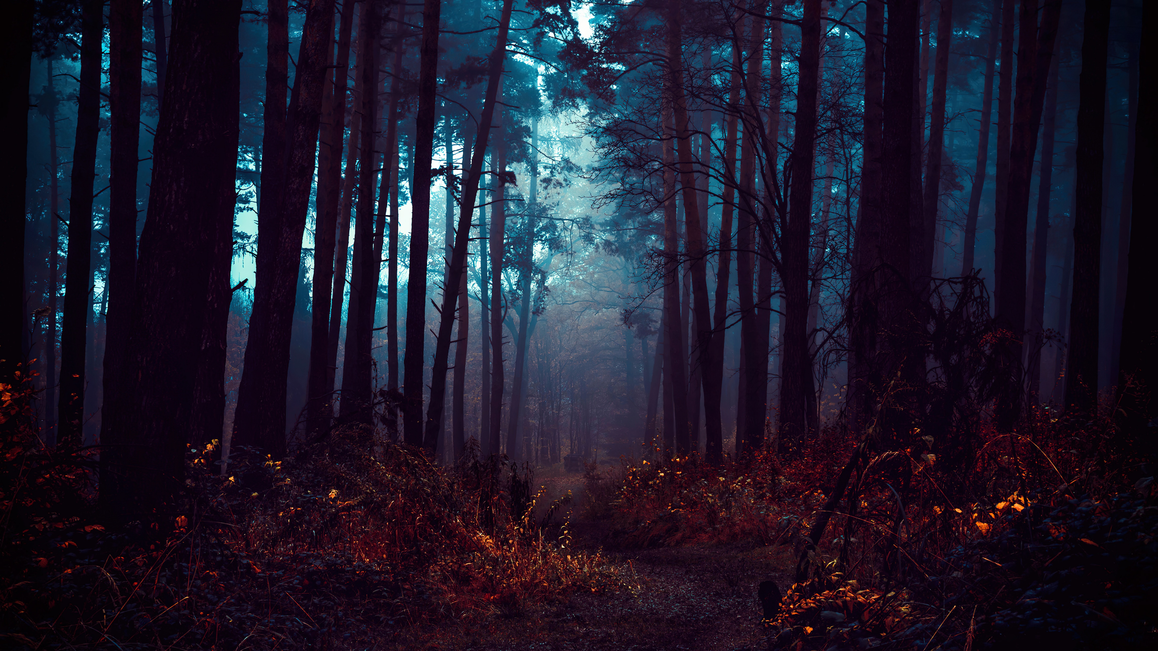Forest Wallpaper 4K, Fog, Morning, Dark