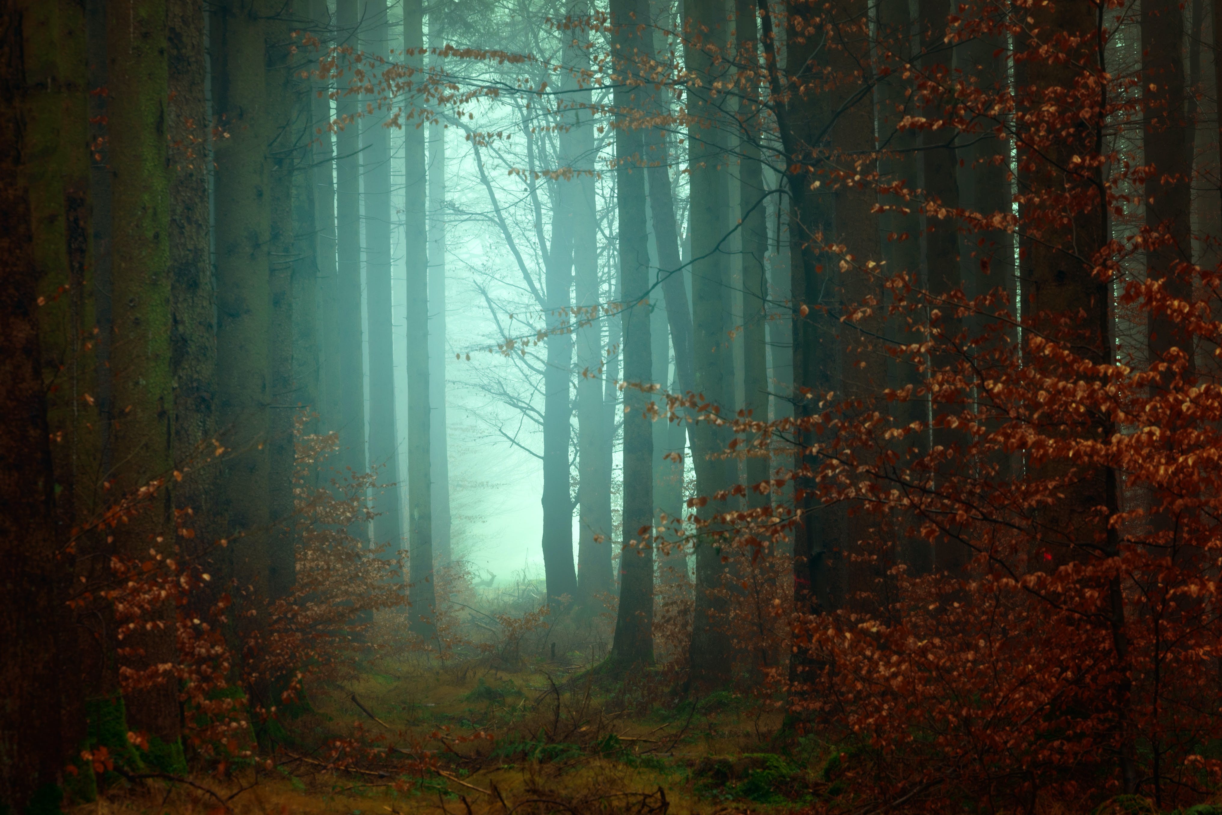 Dark Forest Photo, Download The BEST