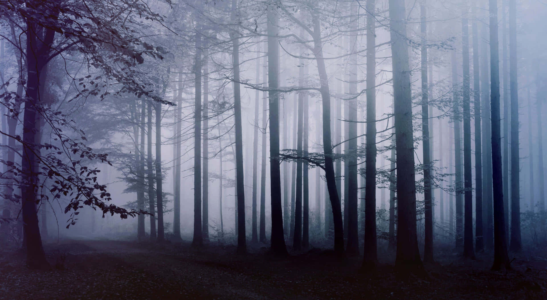 Download Mysterious And Foggy Forest Desktop Wallpaper