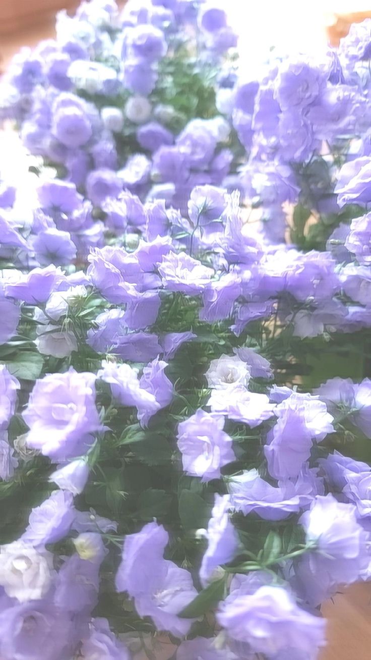 bellflowers. Light purple wallpaper