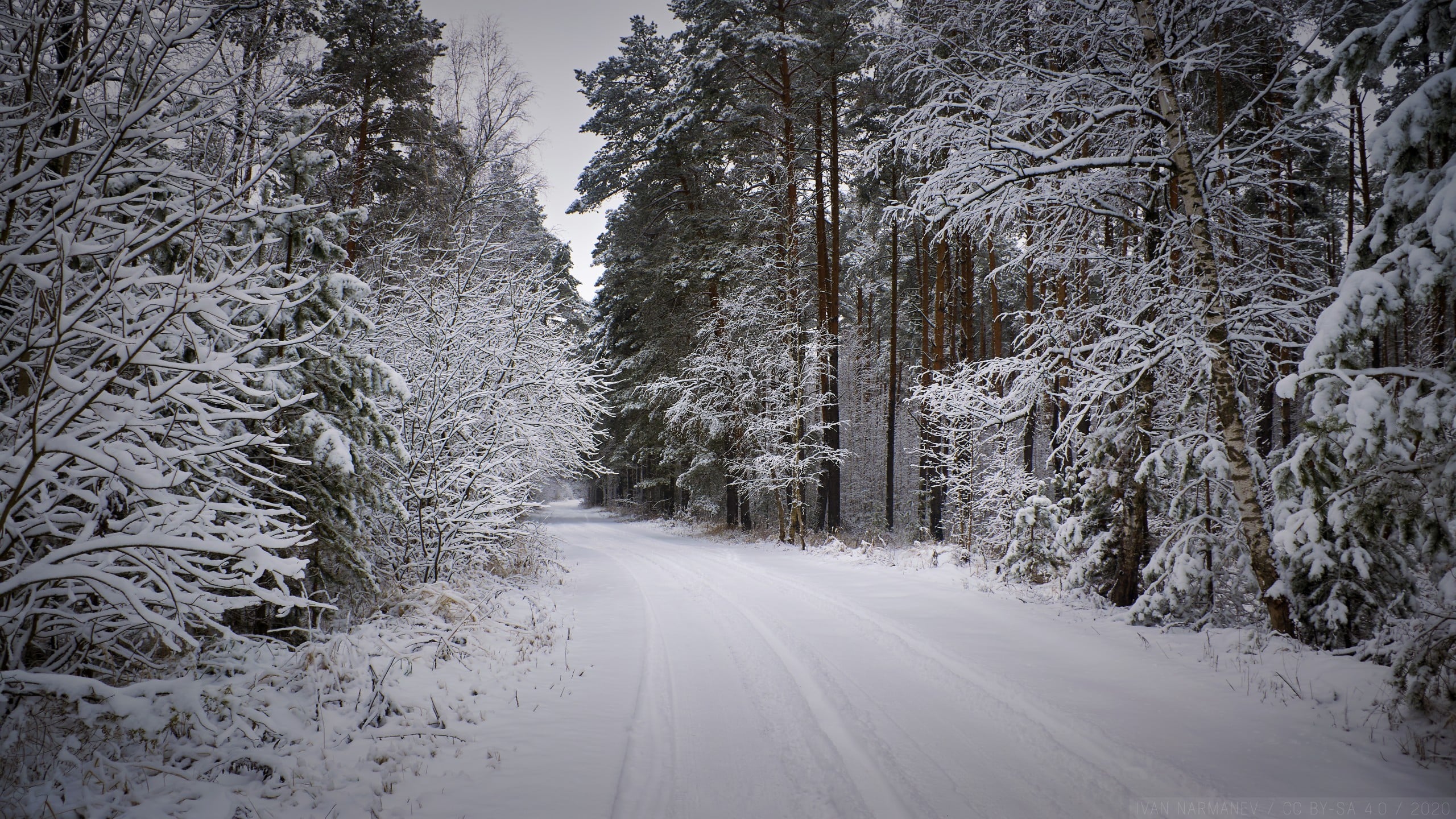 Snowy forest path at winter 2560 x