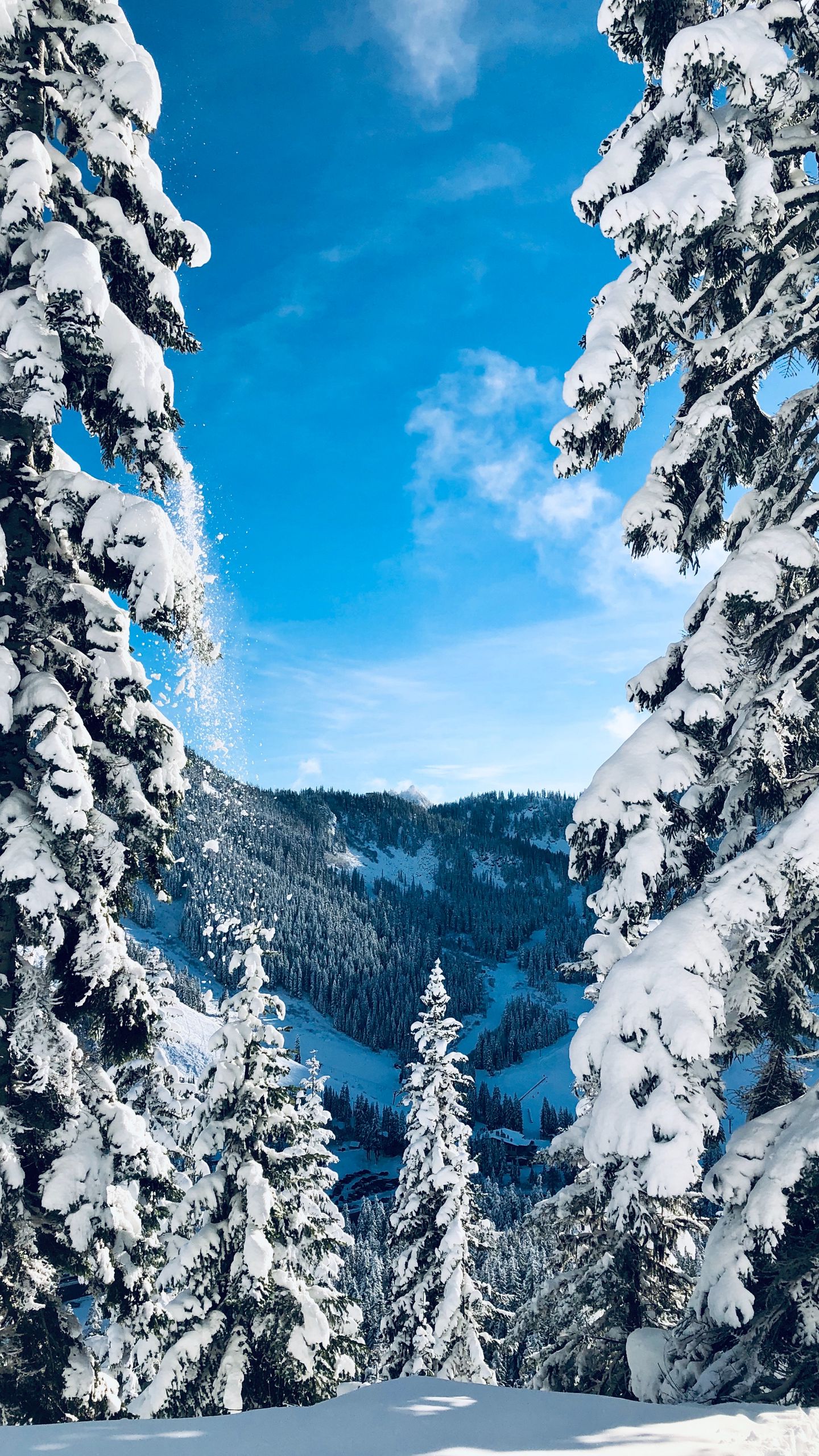 wallpaper 1440x2560 winter, snow, trees