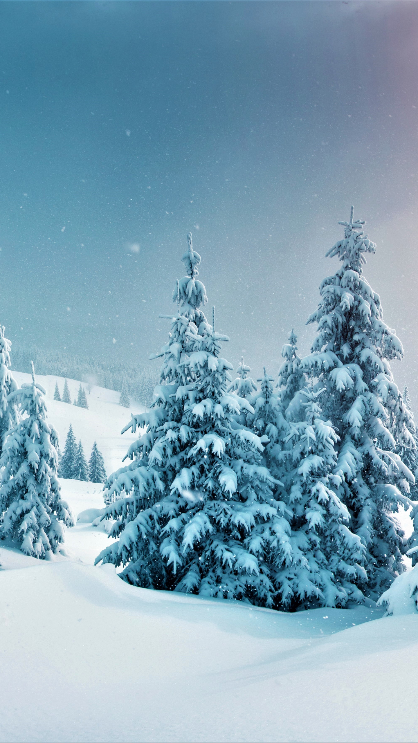 wallpaper 1440x2560 winter, trees