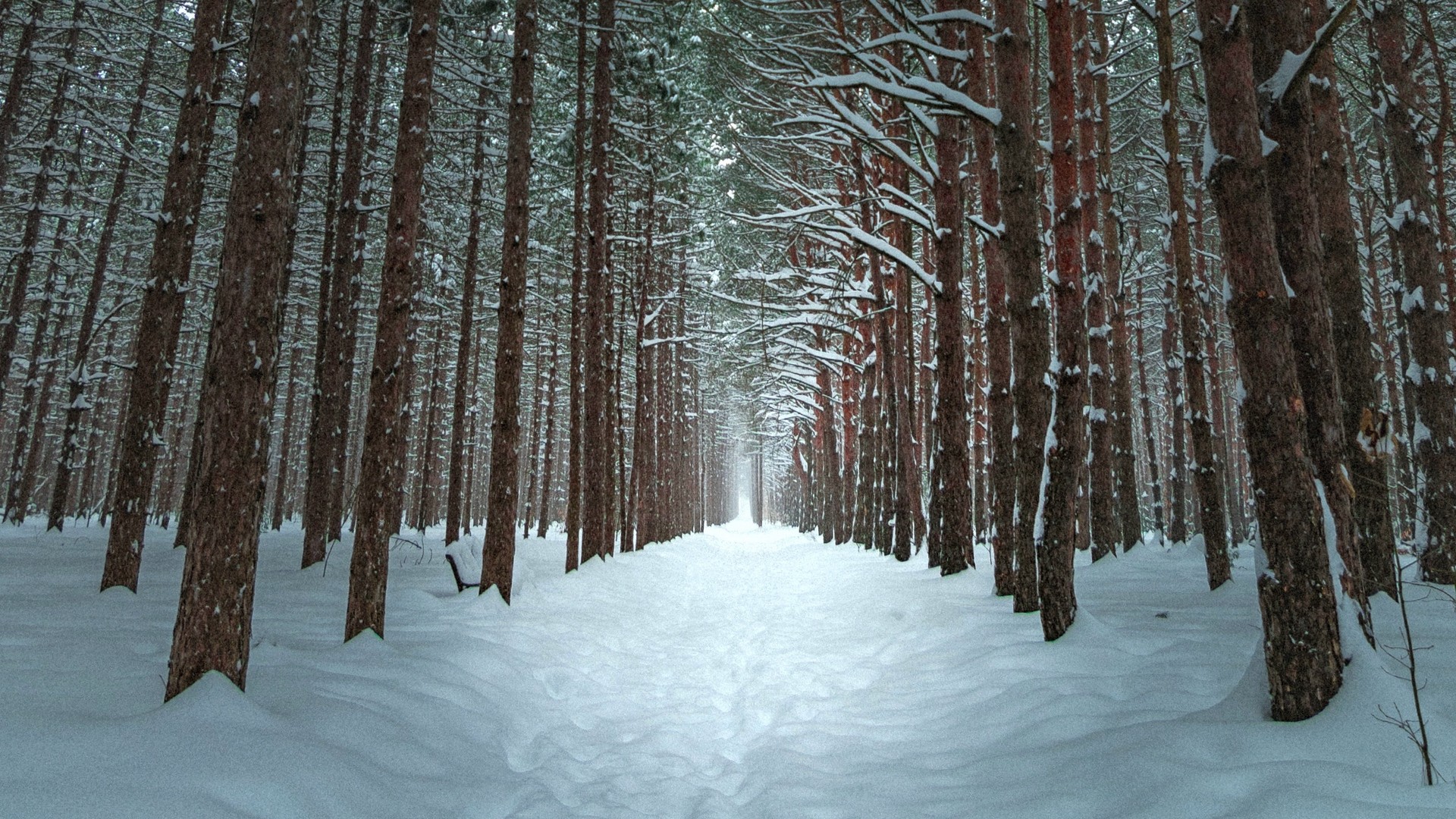 Winter, forest, trail, snow, trees
