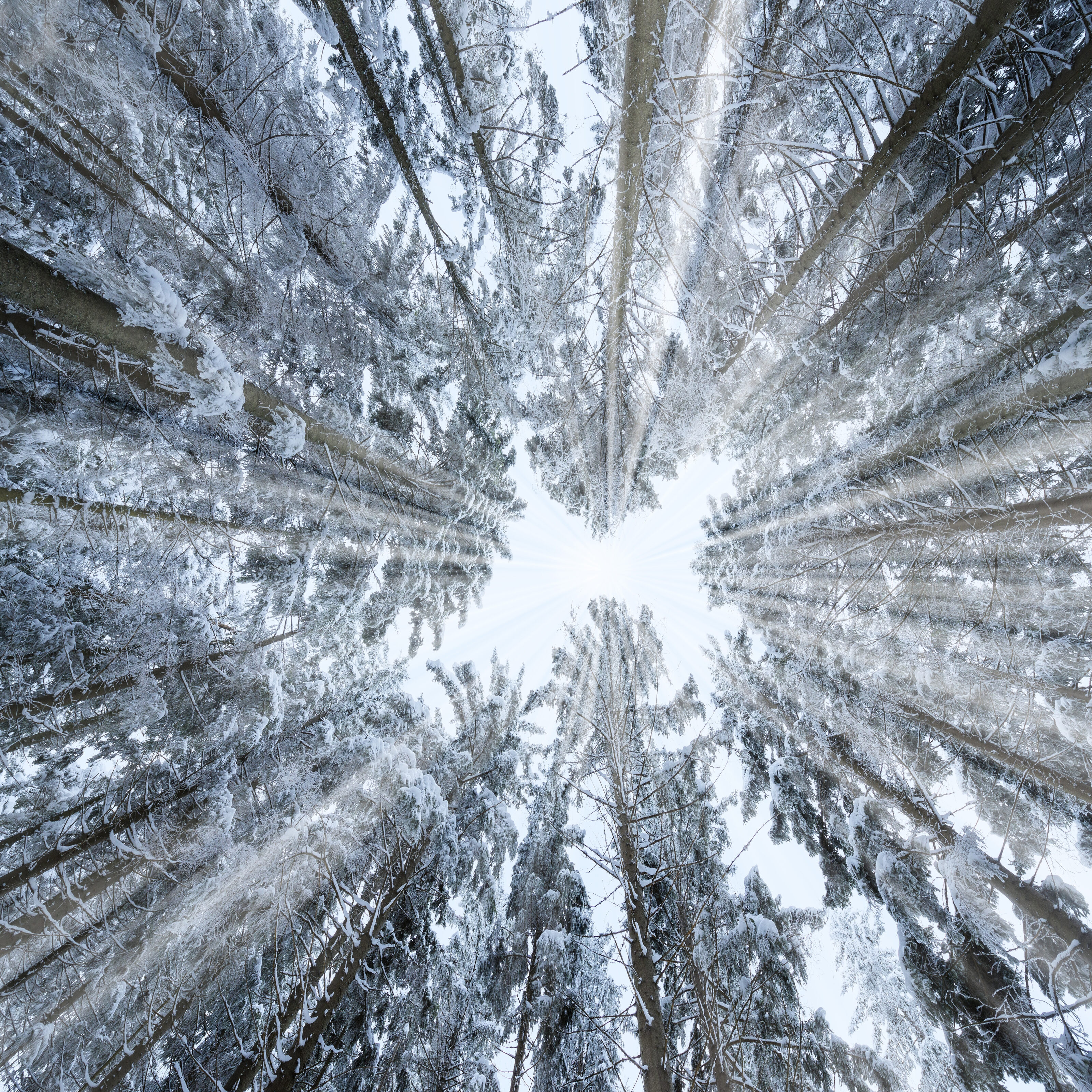 Winter Forest Wall Mural