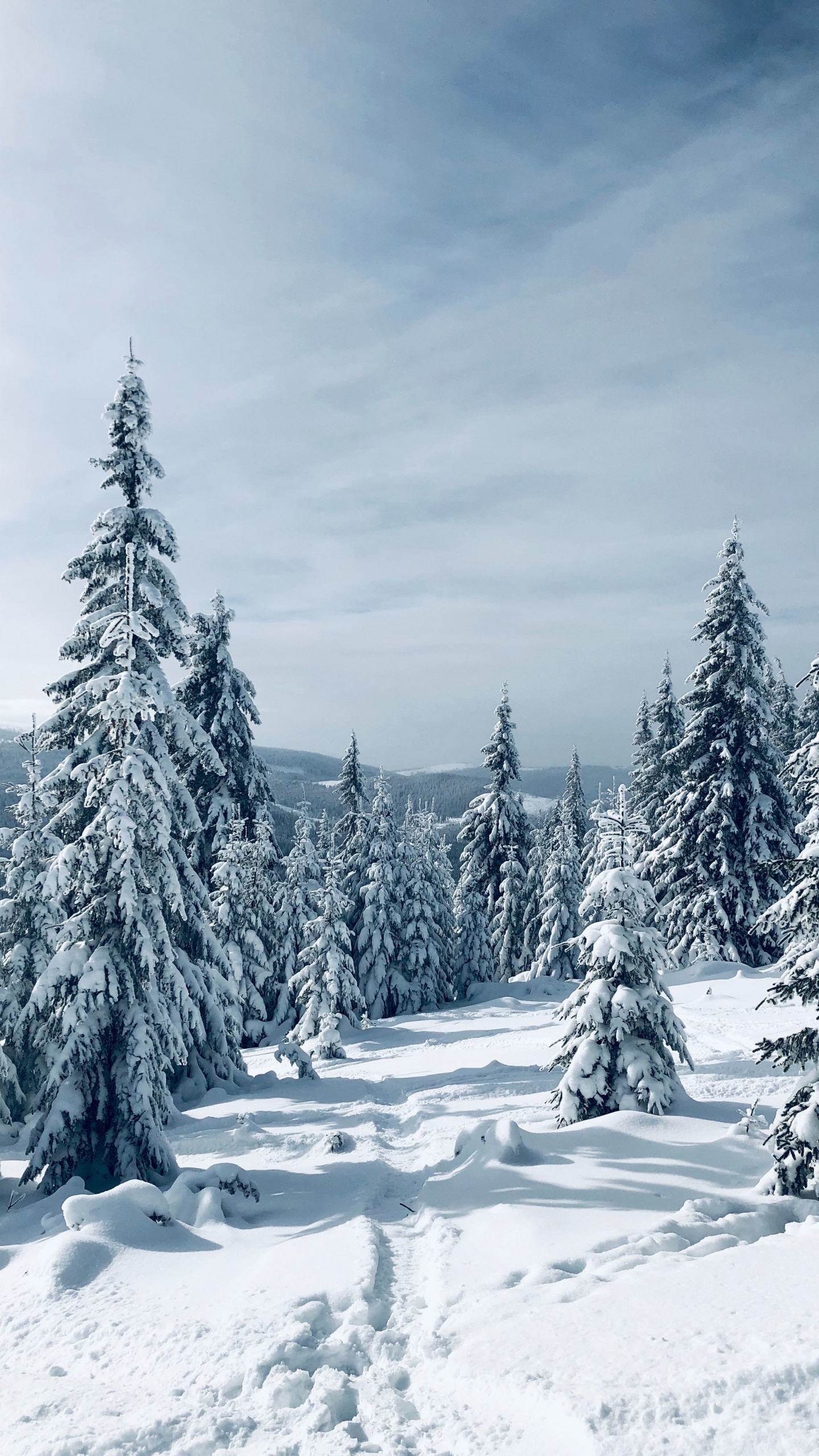 wallpaper 1440x2560 winter, pine trees