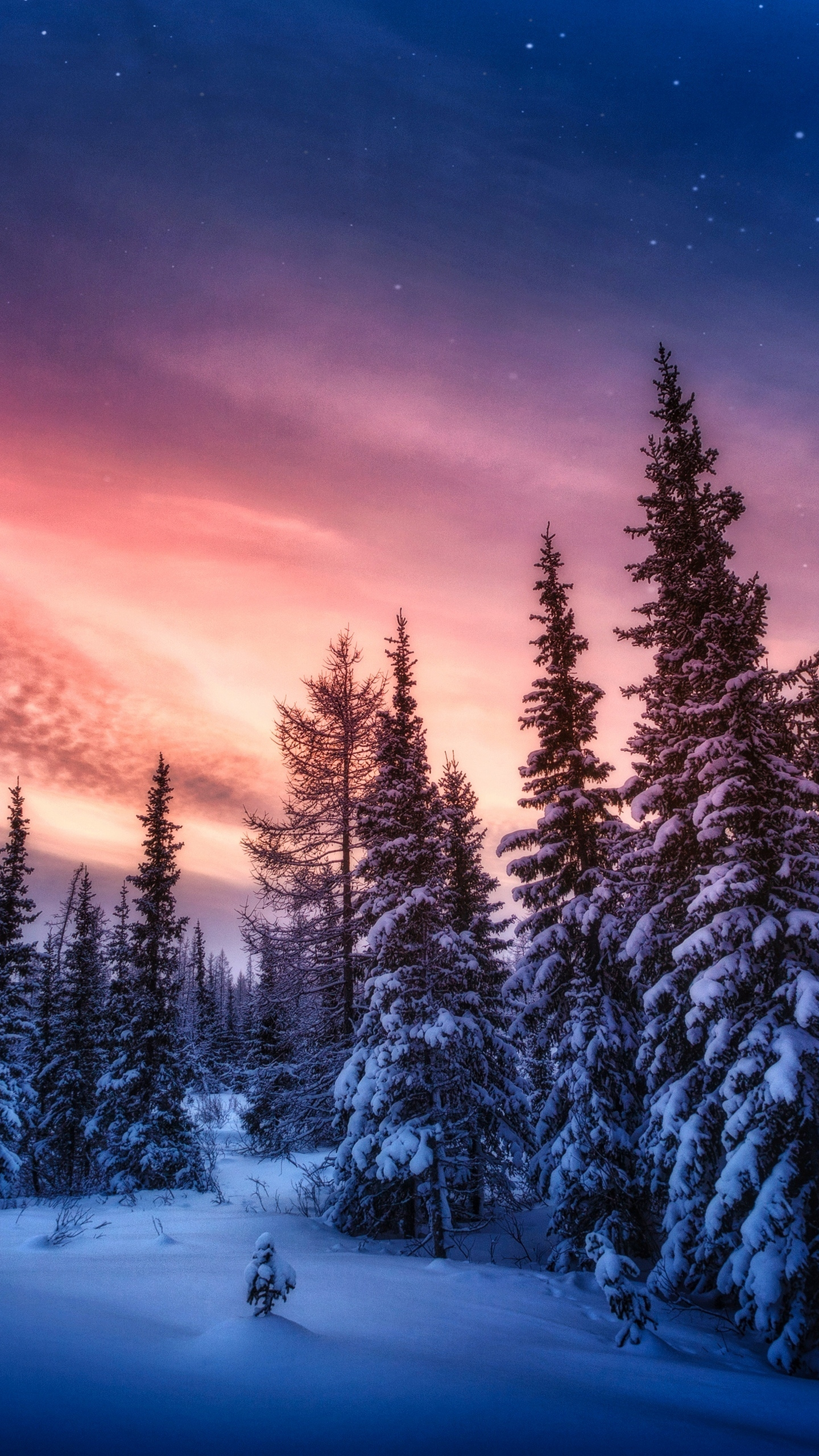 wallpaper 1440x2560 winter sunset, tree