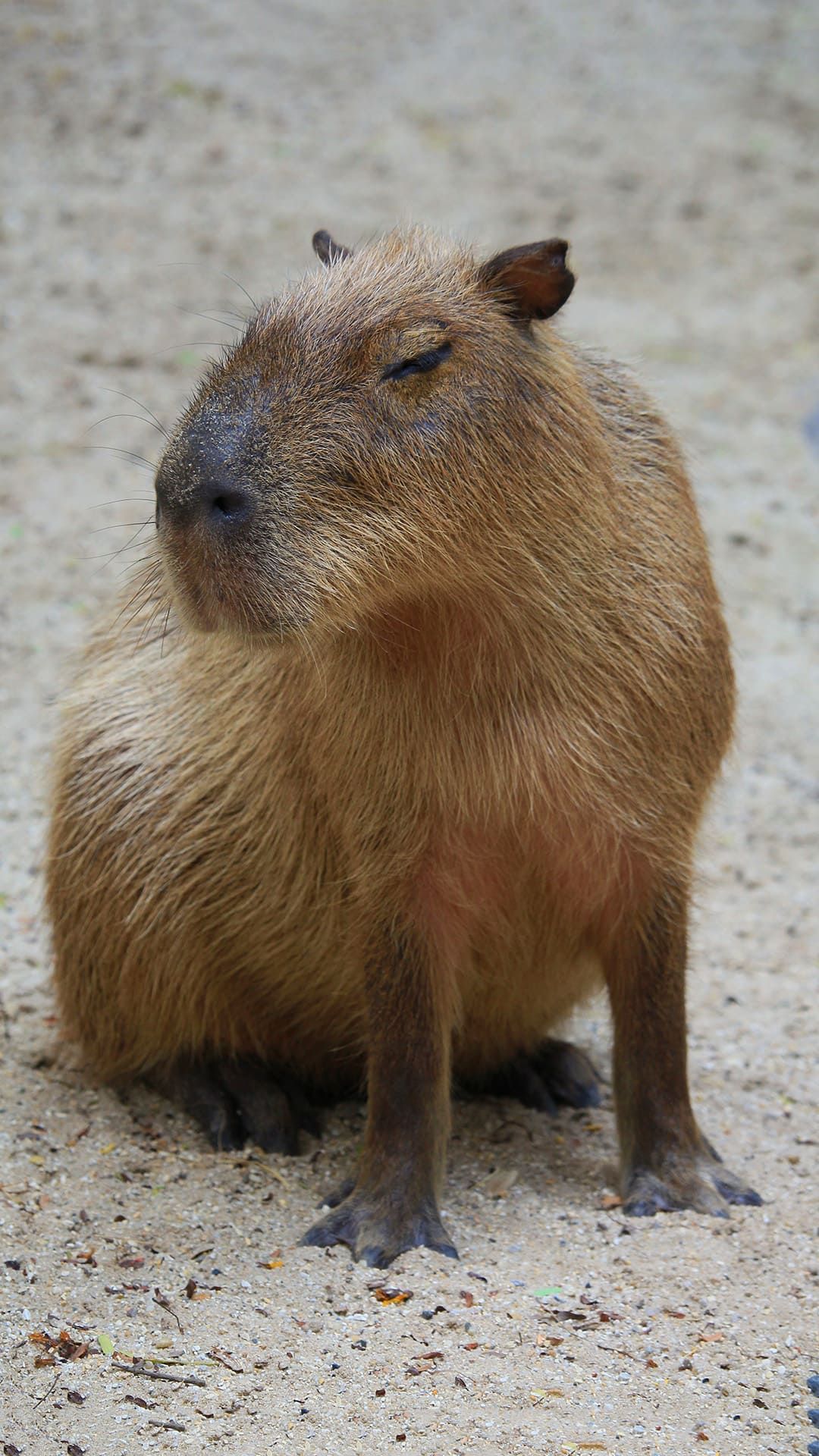 Capybara Wallpaper. Capybara
