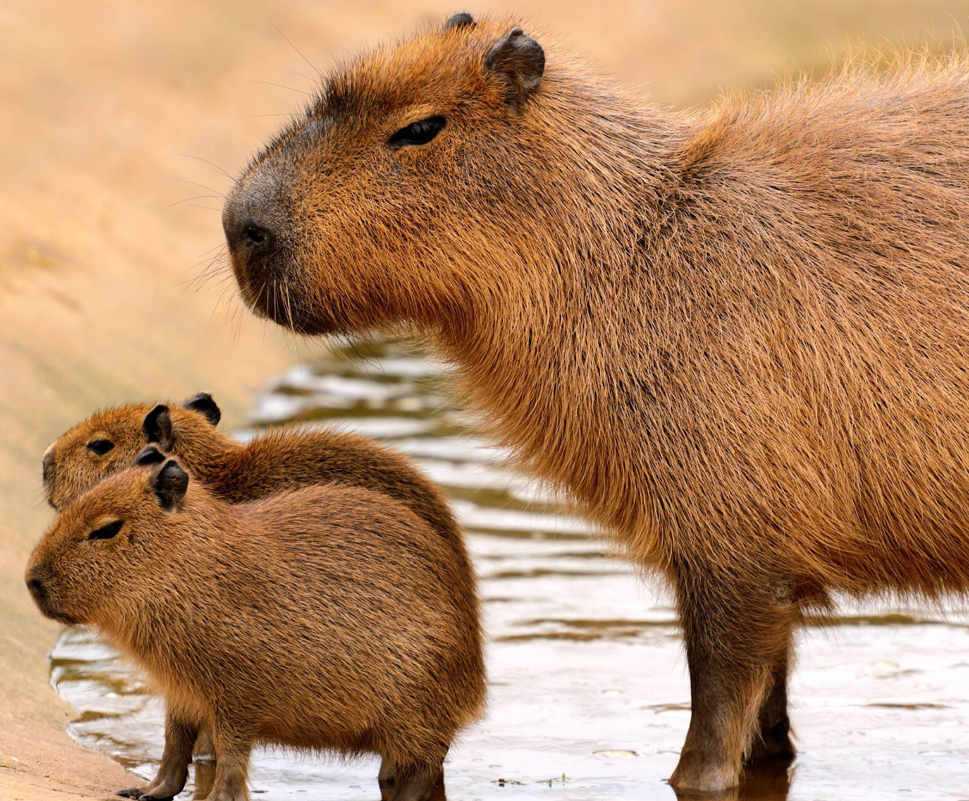 Download free Capybara Family Out Of
