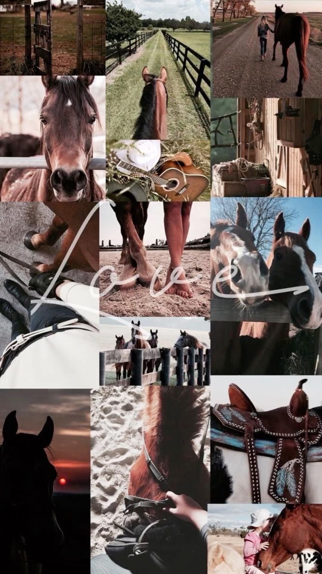 Horse wallpaper, Cute horse picture