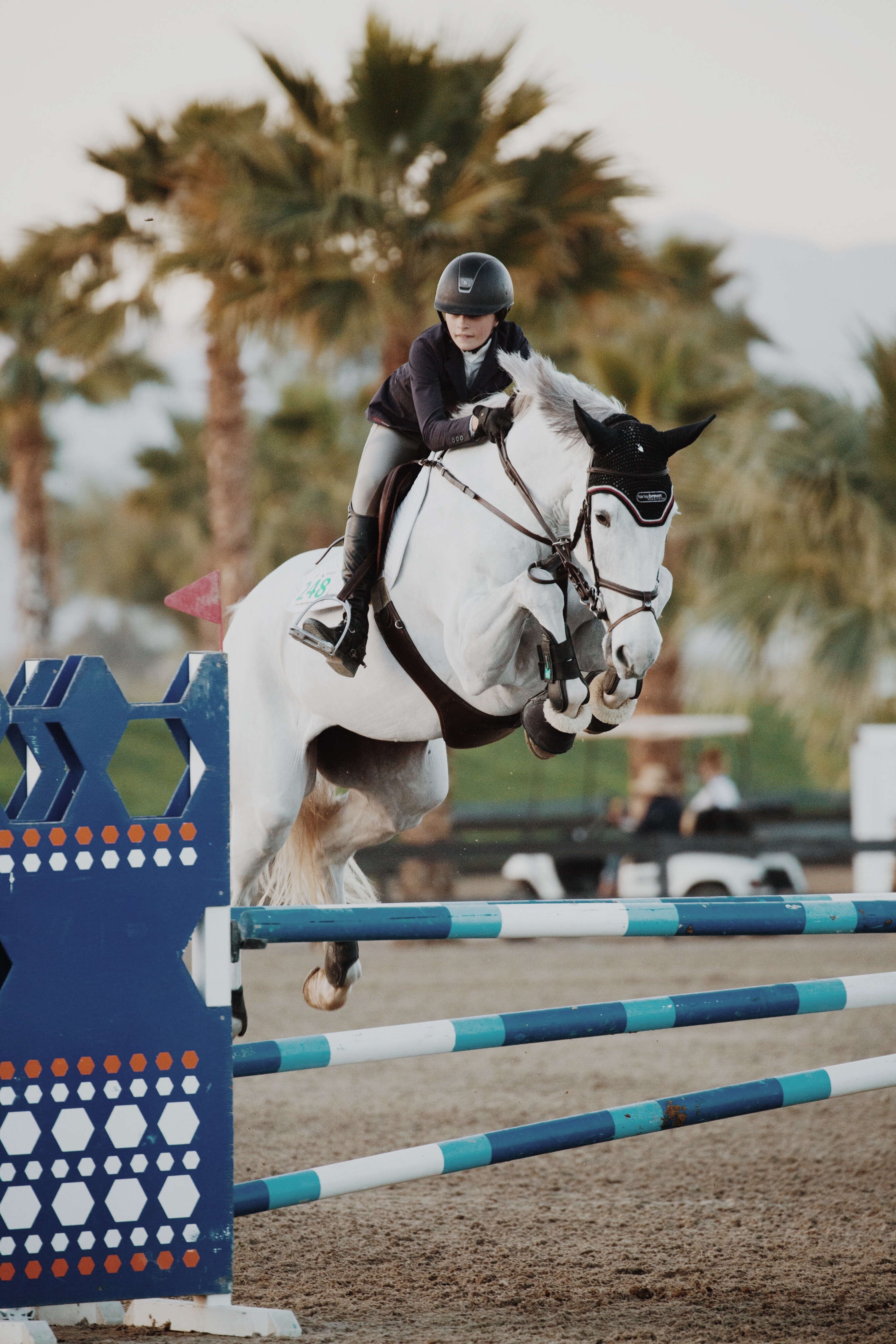 english riding, show jumping, horse