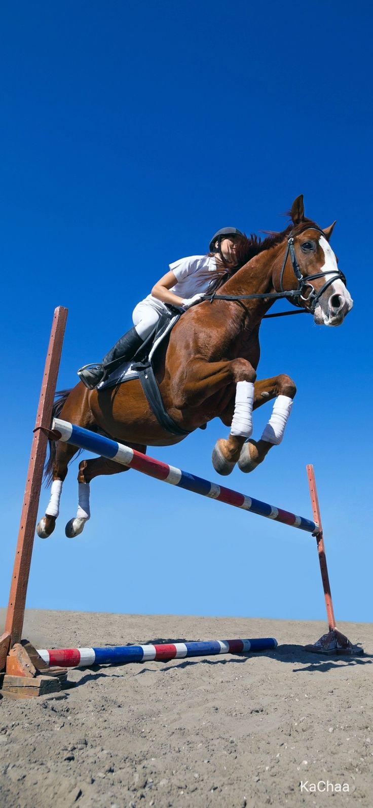 Jumping horse. Animals, Horses