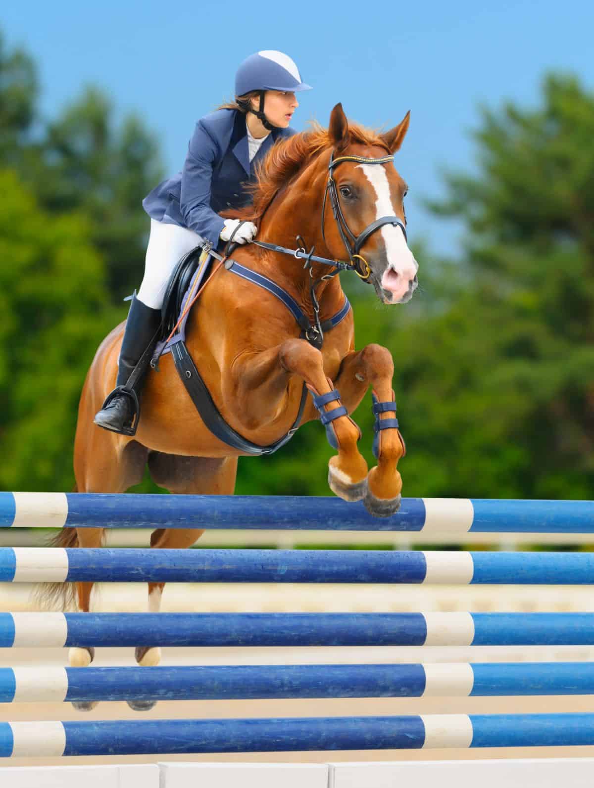 Fantastic Picture of Horse's Jumping