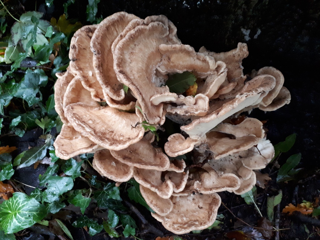 Herbology Wallpapers Wallpaper Cave