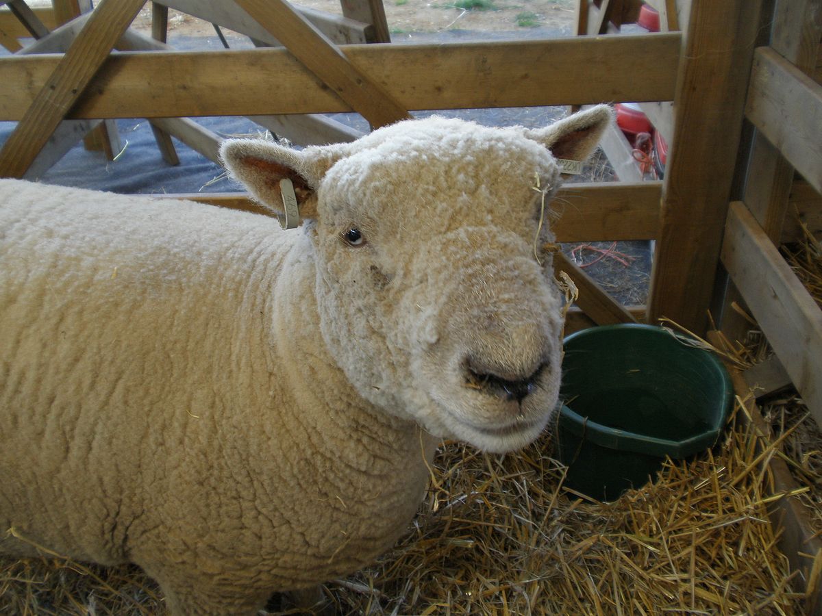 Southdown sheep, Suffolk