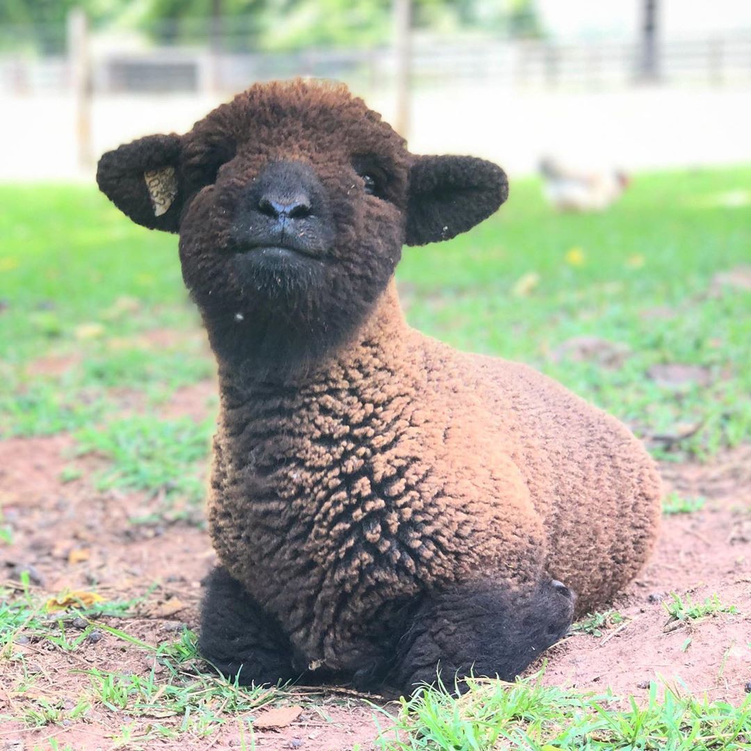 Baby sheep, Babydoll sheep, Animals