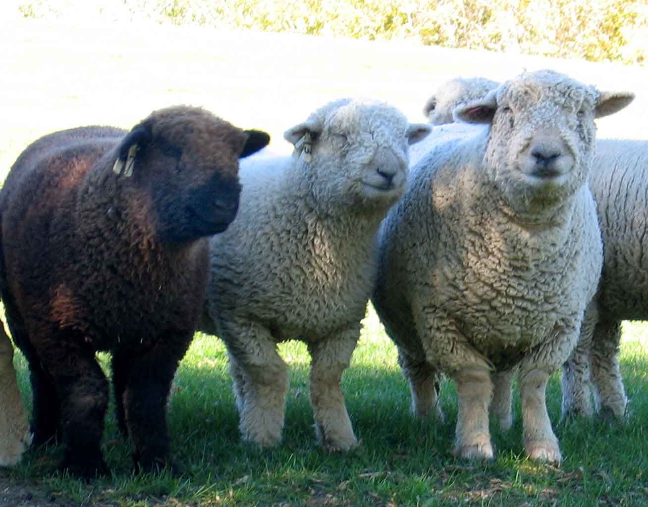 Southdown Longitudinal Socks. Cute