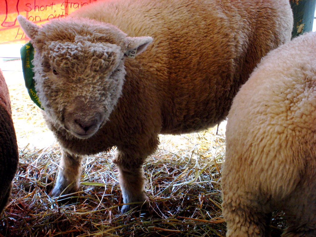 Southdown Sheep. These sheep were