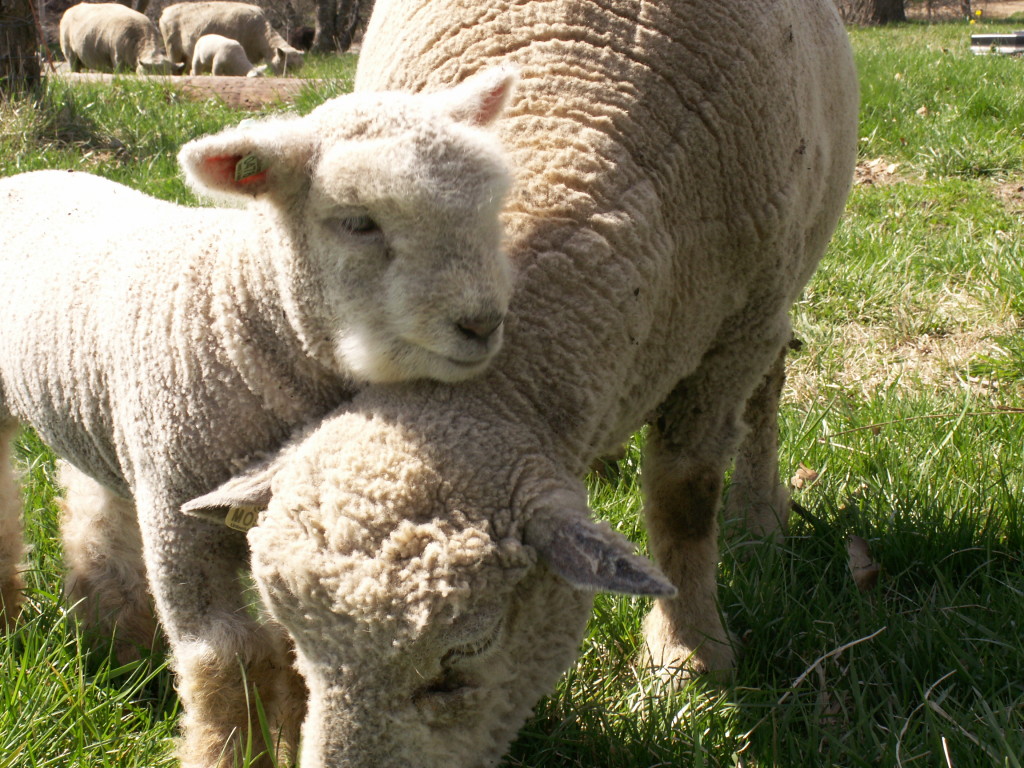 Your First Lambs