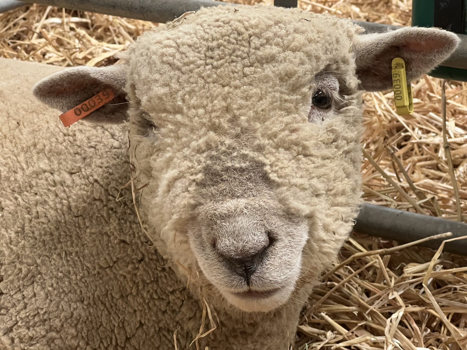 Wowie and the Wolfhangers