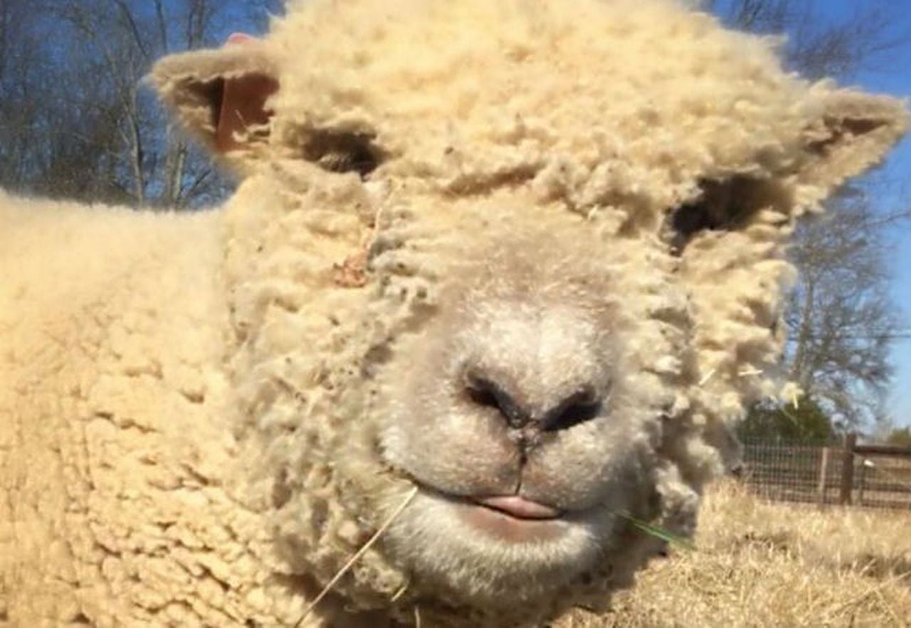 adorable newborn Babydoll sheep