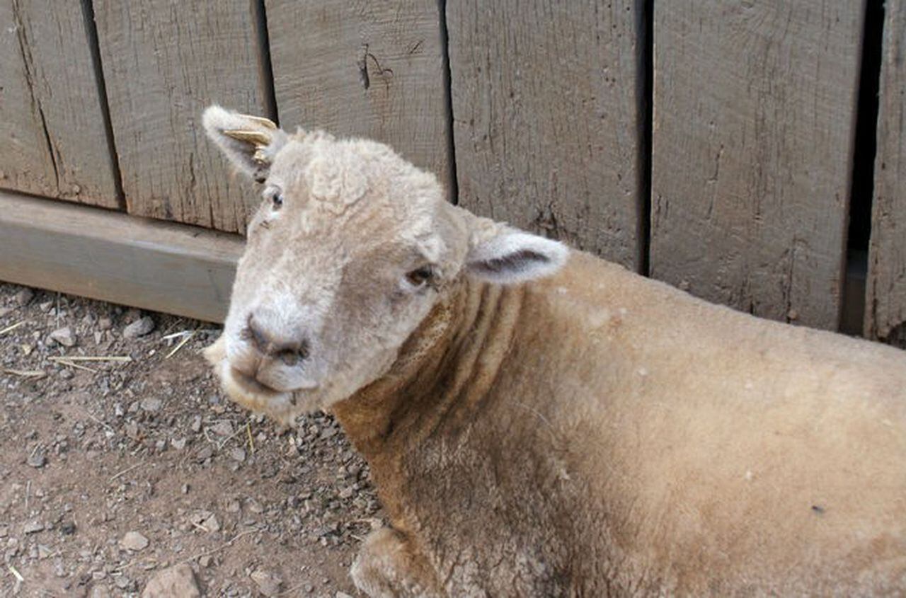 adorable newborn Babydoll sheep