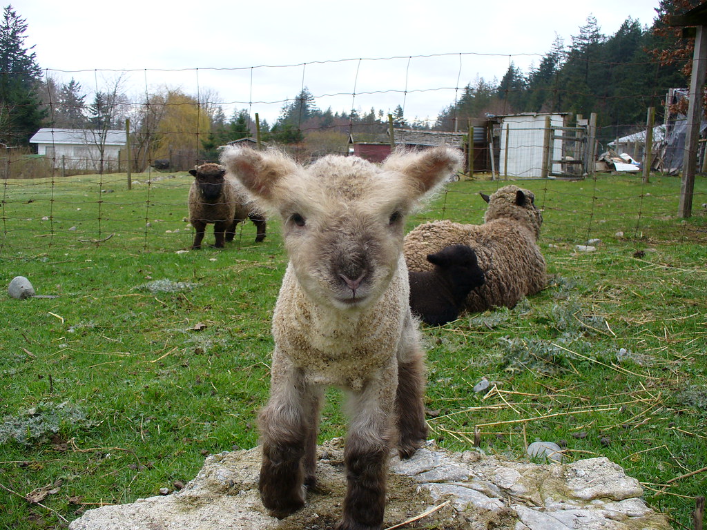 Miniature Babydoll Southdown Sheep