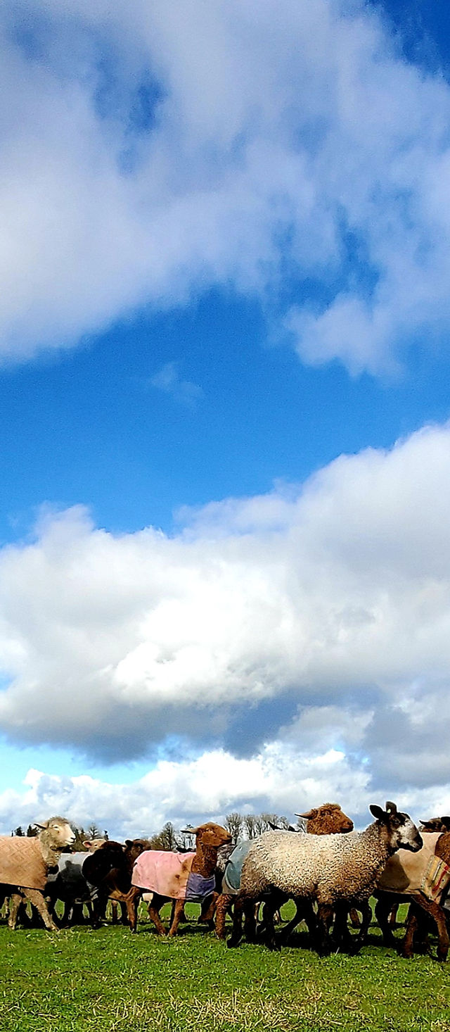 Babydoll Southdown Sale Lambs