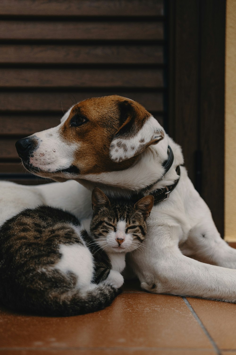 Dog And Cat Picture. Download