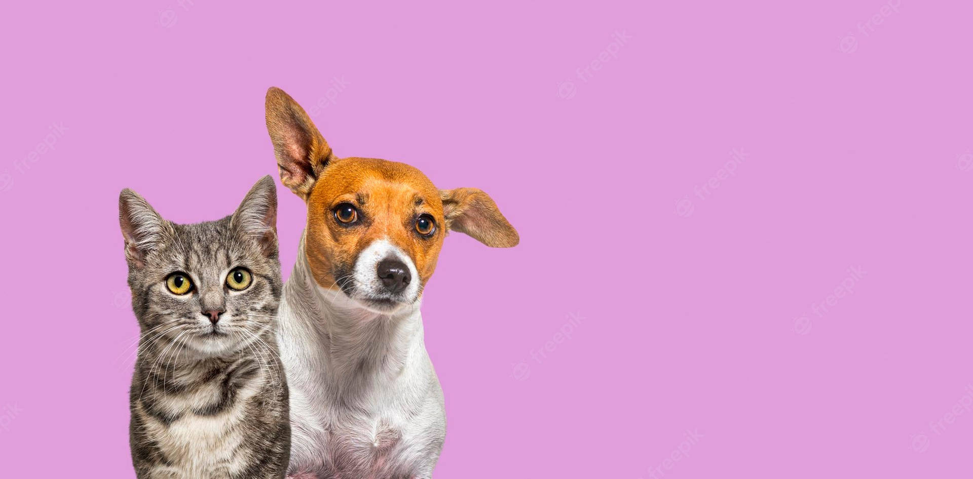 Cat And Dog Wallpaper