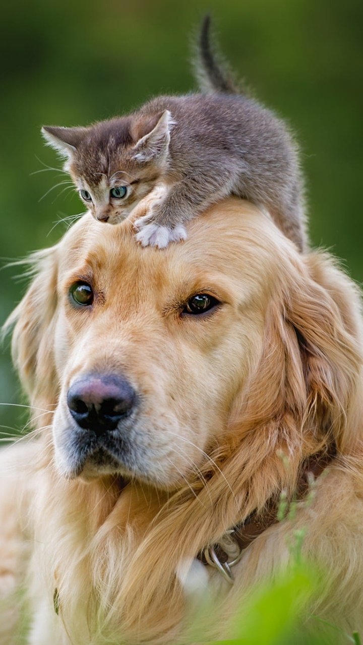 Dog with cat Wallpaper Download