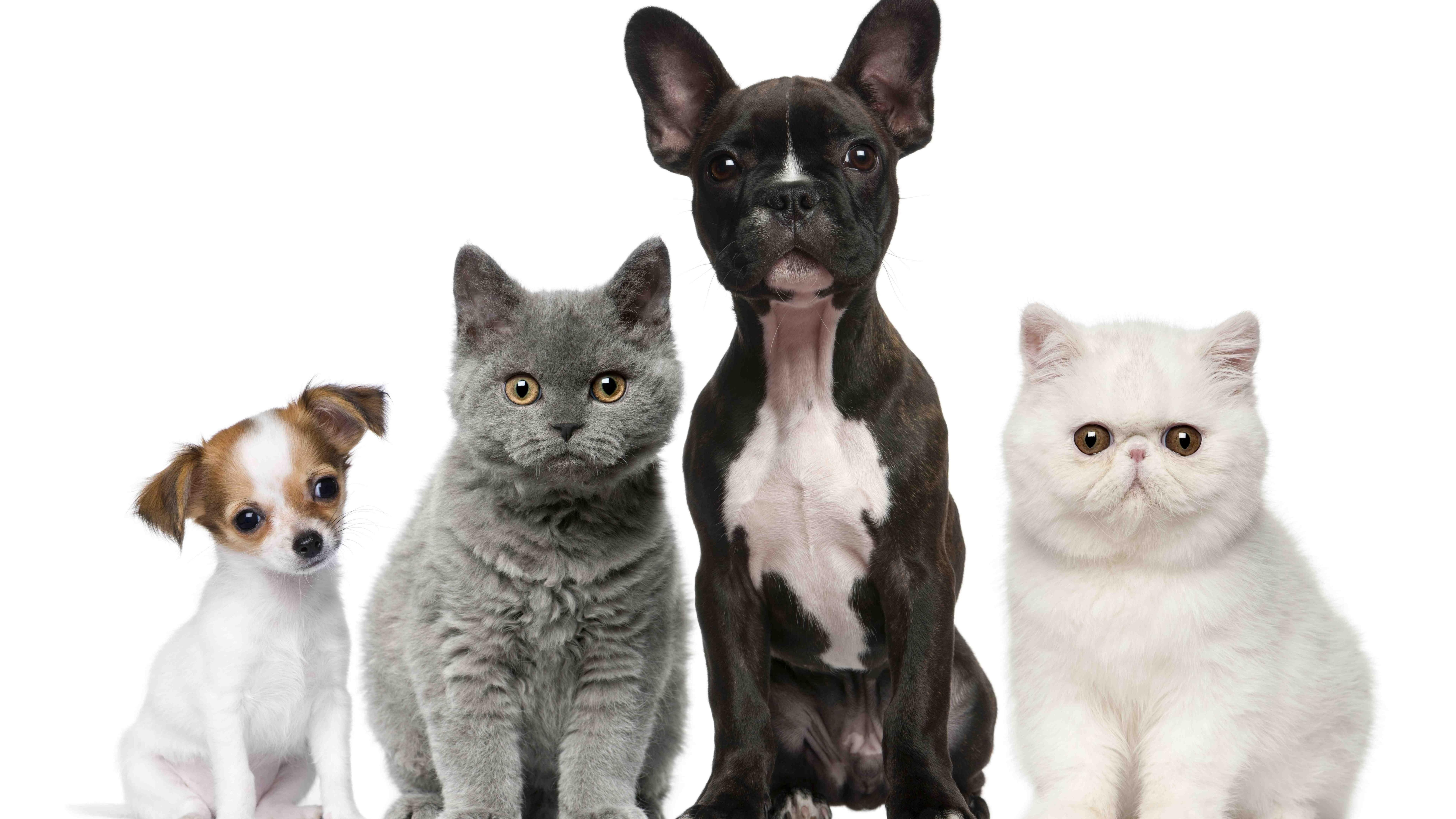 cute #cat dog breed #cats #dogs