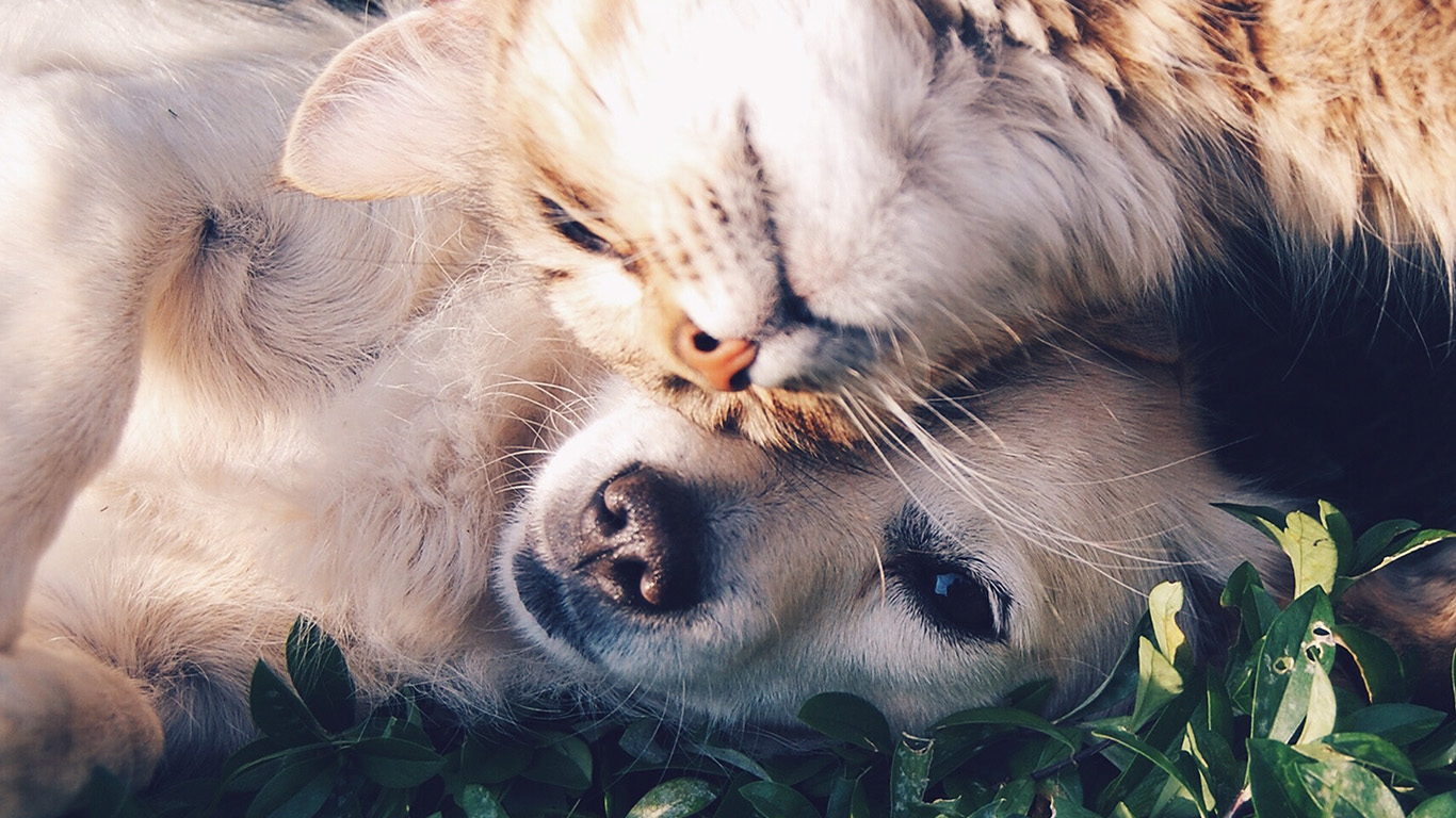 Cat And Dog Animal Love Nature Pure