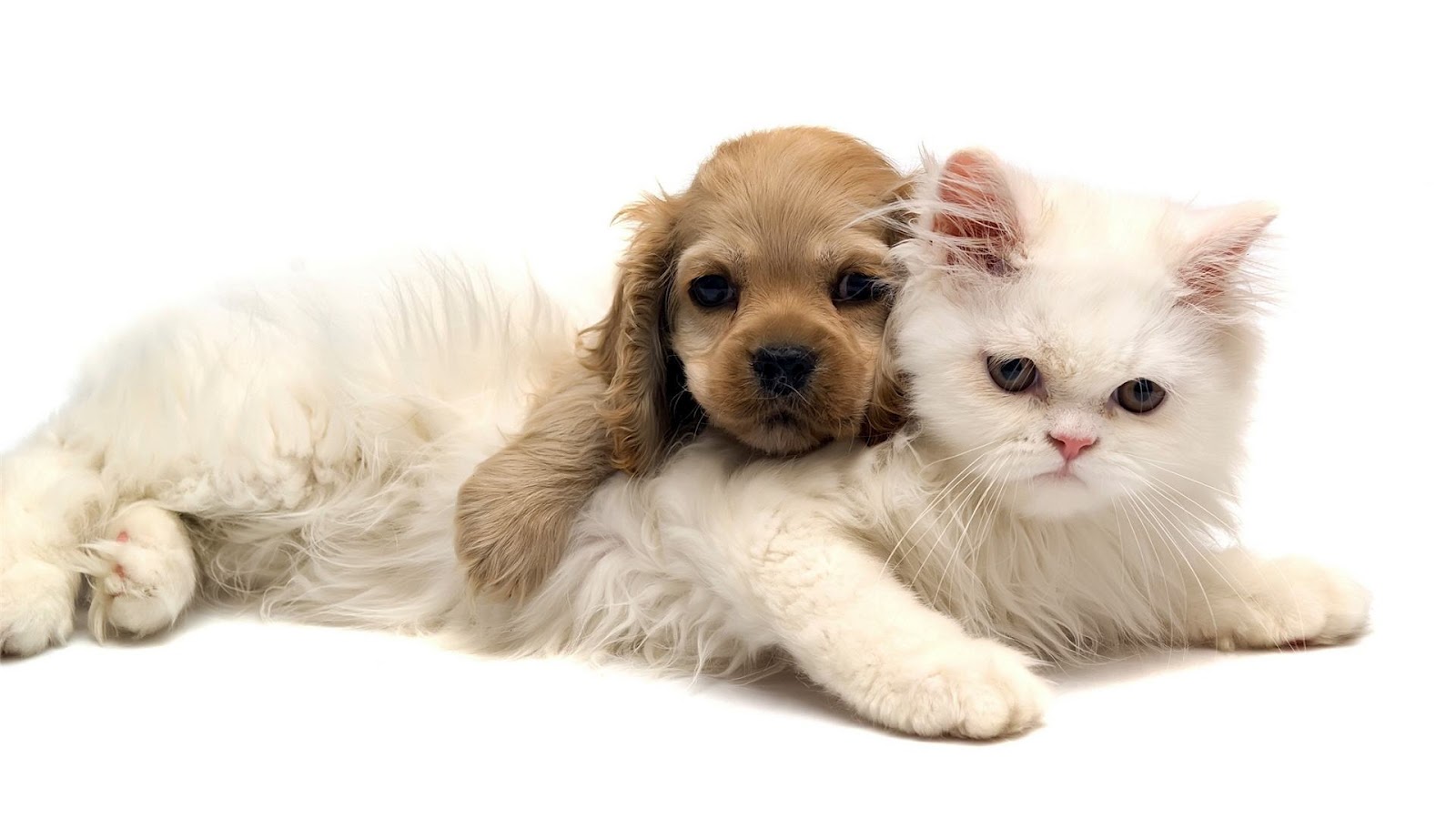 Cats and Dogs Wallpaper