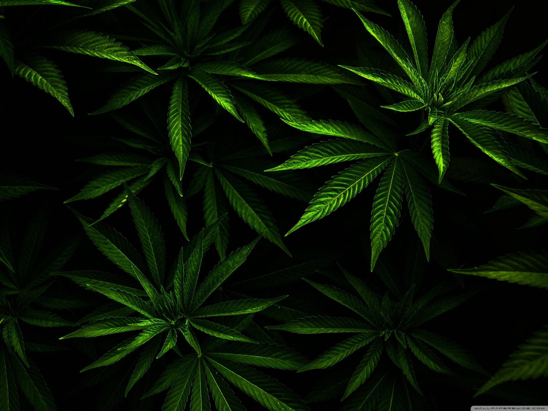 Cool Weed Wallpaper
