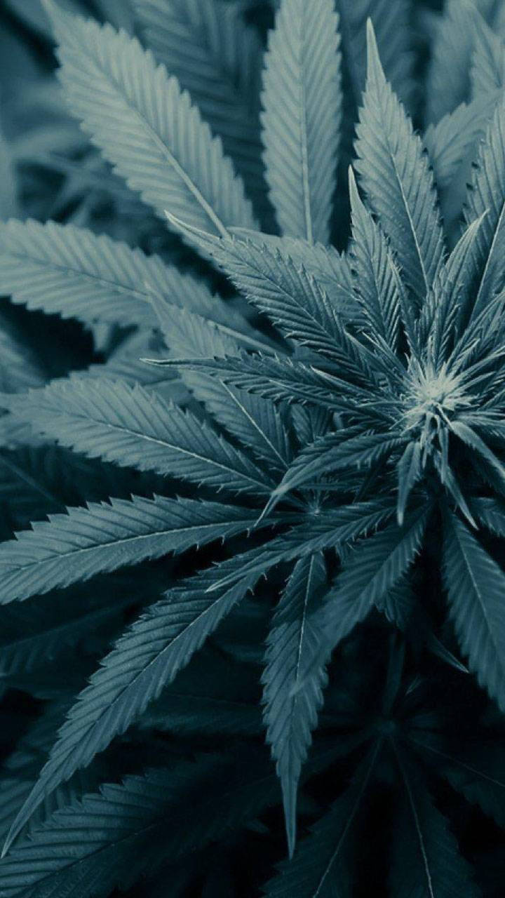 Weed iPhone Wallpaper