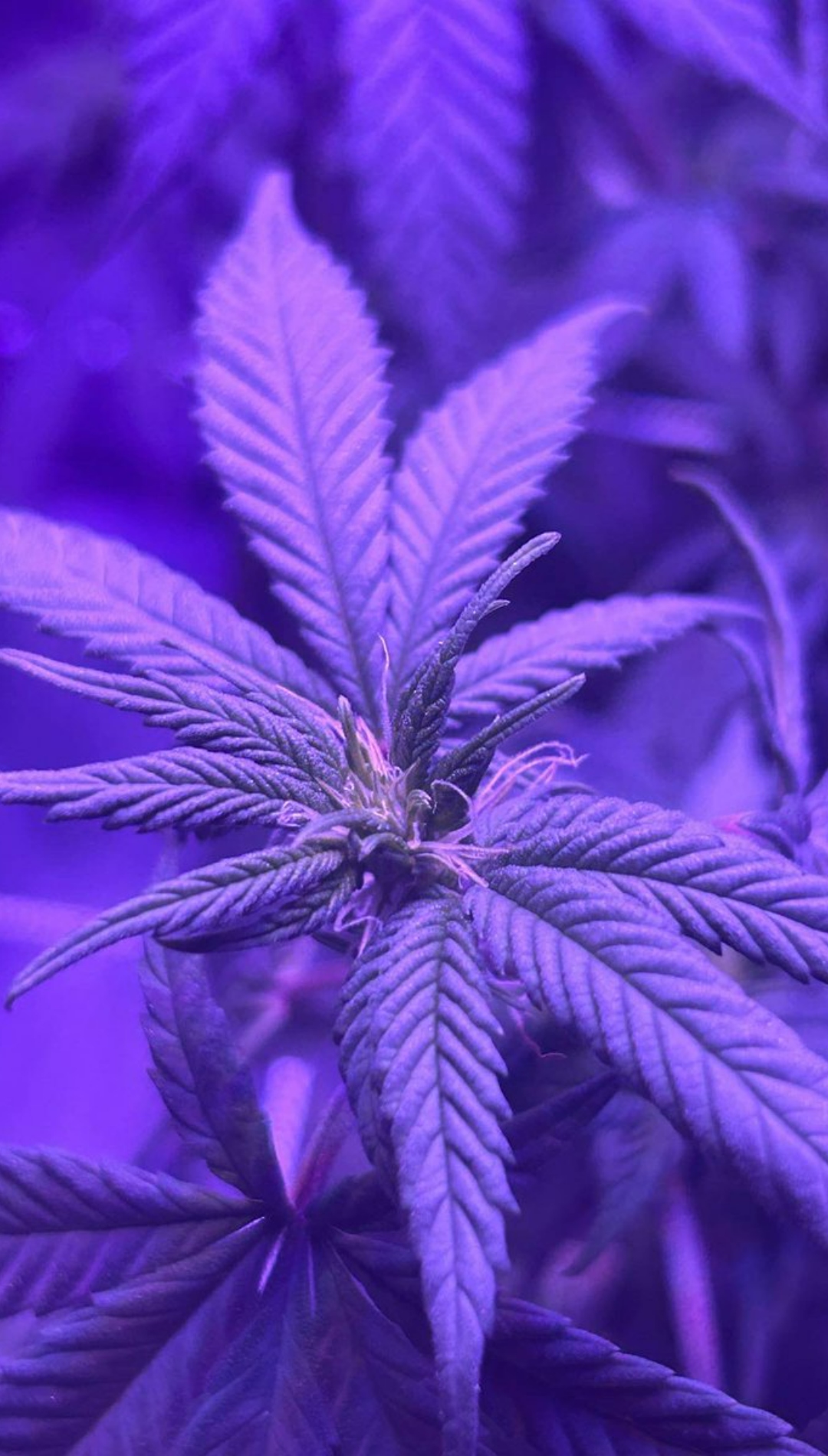 Cool Weed Wallpaper Cool