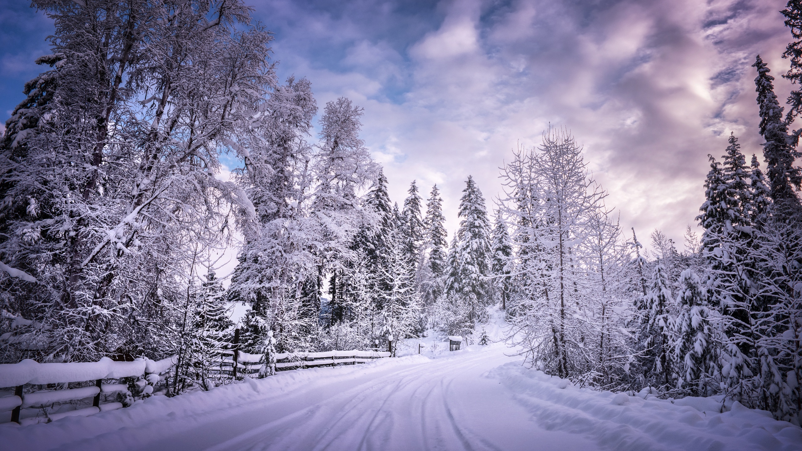 Snowy Trees Wallpaper 4K, Winter Road, Snow covered
