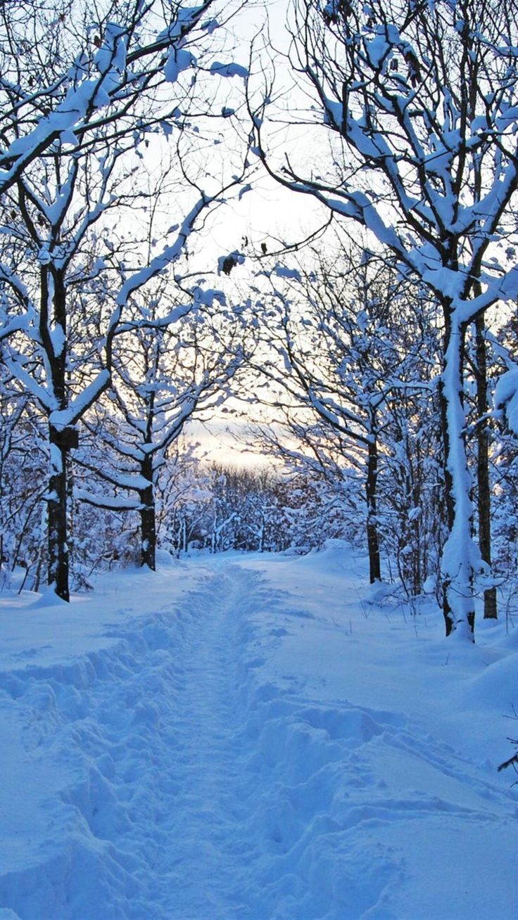 Winter Nature Wallpaper for iPhone