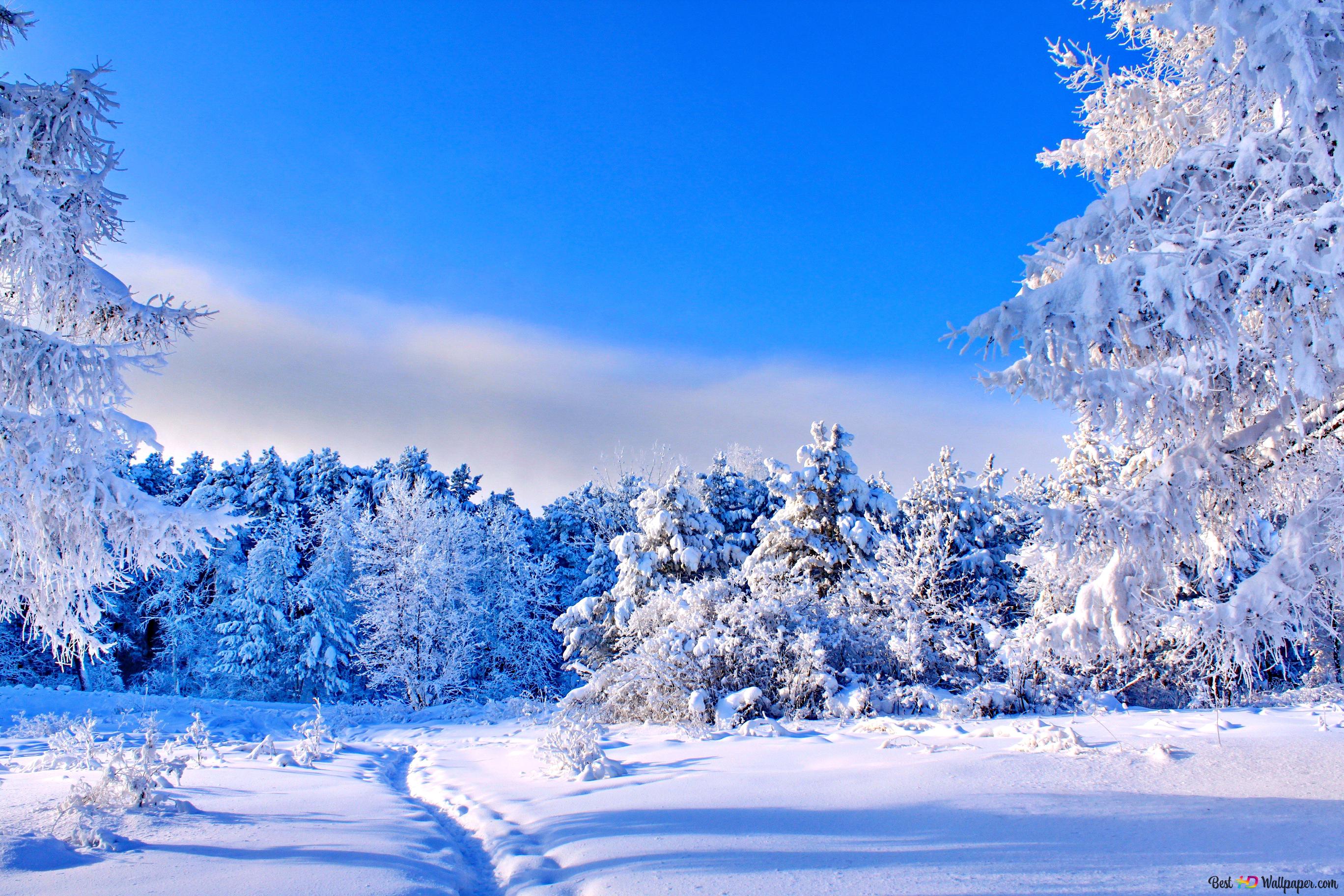 Snow Covered Trees 4K Wallpaper Download
