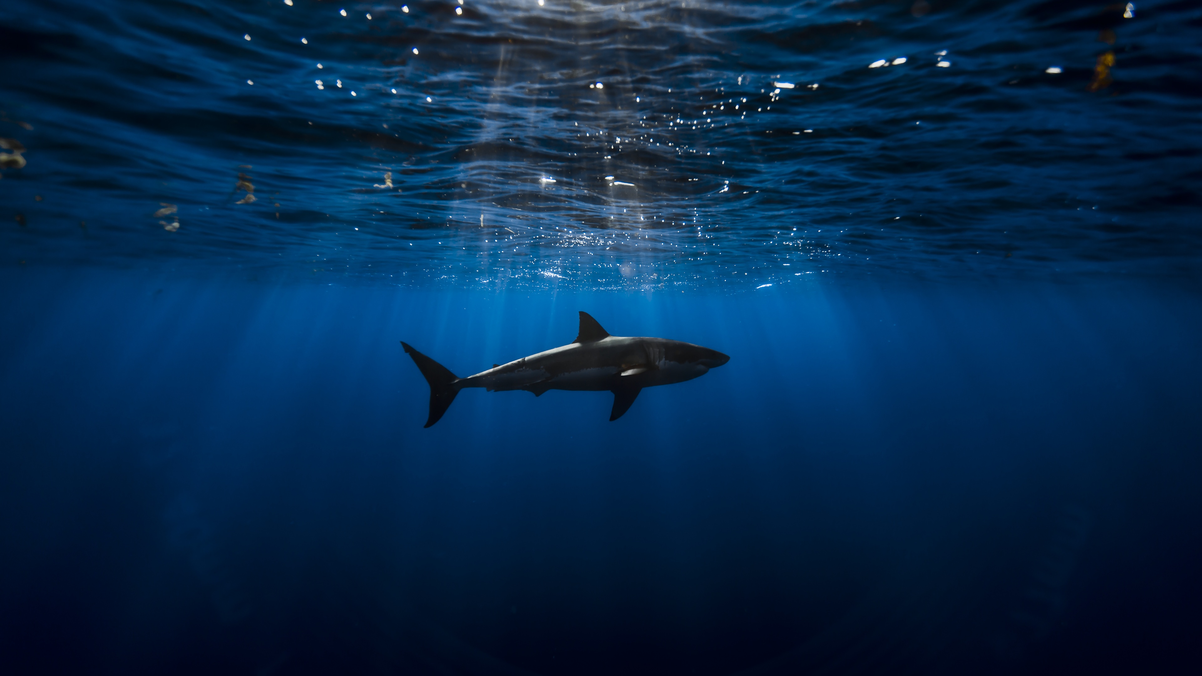 Great white shark Wallpaper 4K