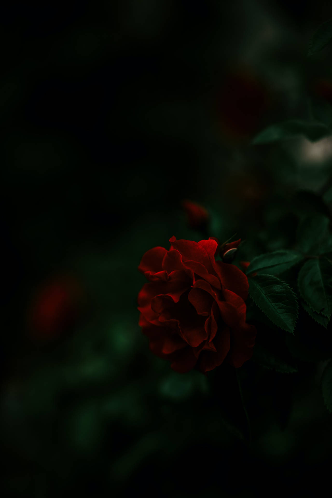Download free Dark Aesthetic Red Rose