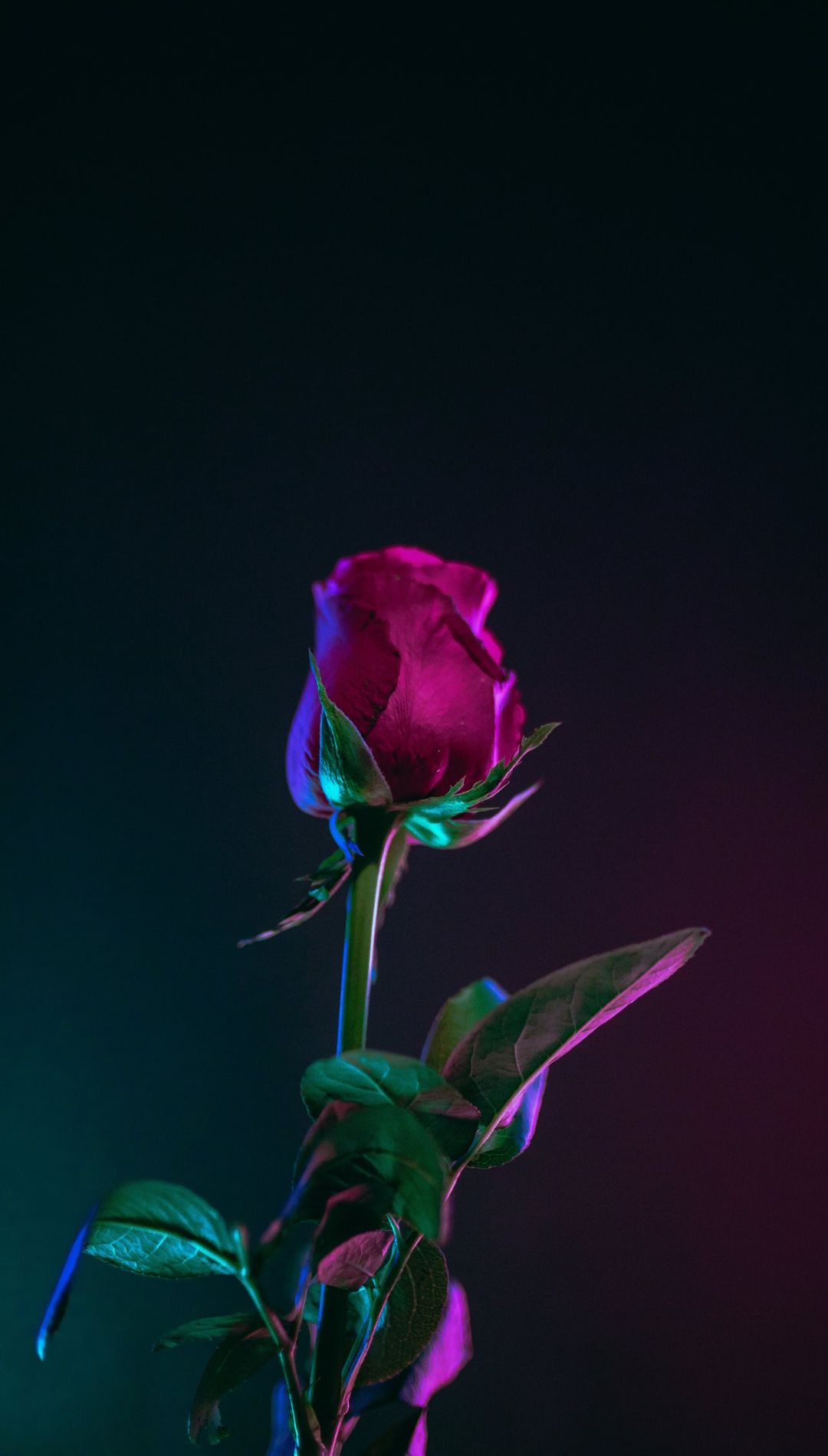 Red Rose Flower iPhone Wallpaper HQ
