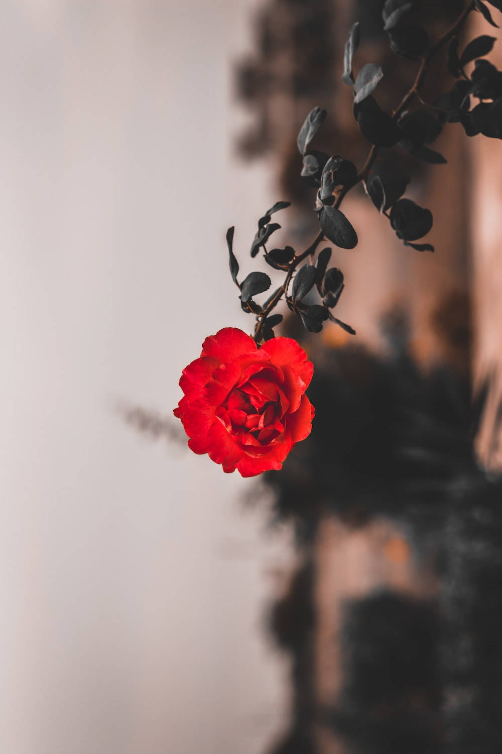 Red Rose Flower iPhone Wallpaper