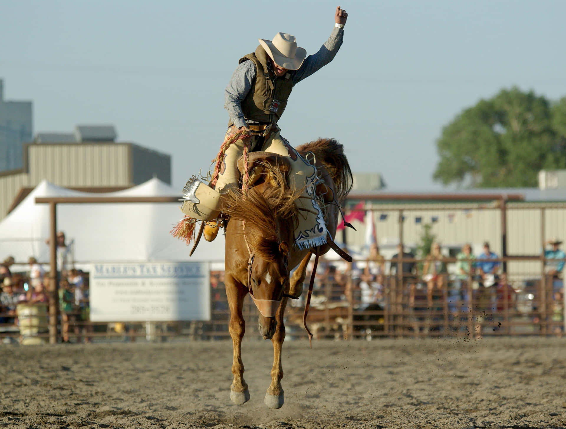 Download Rodeo Cowboy Riding Bucking