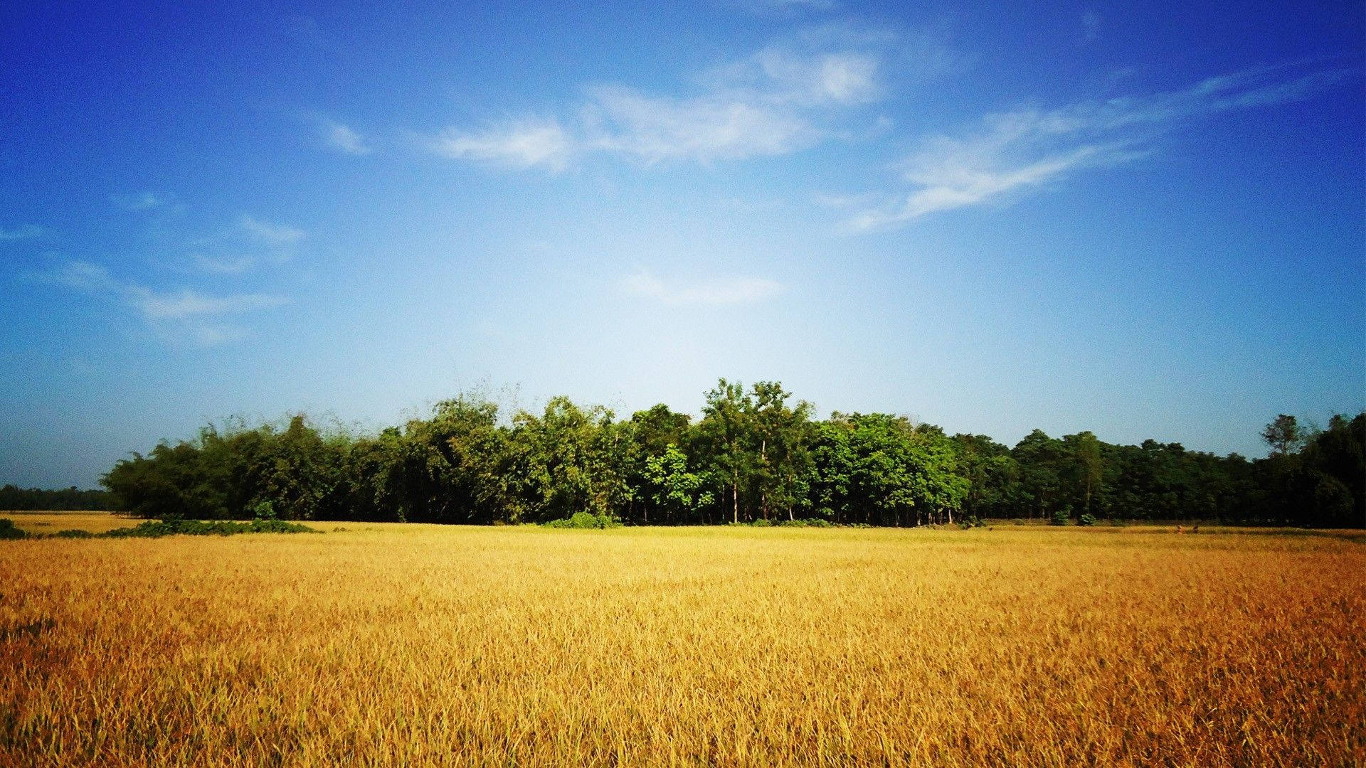 Download Bangladesh Blue Skies Wheat