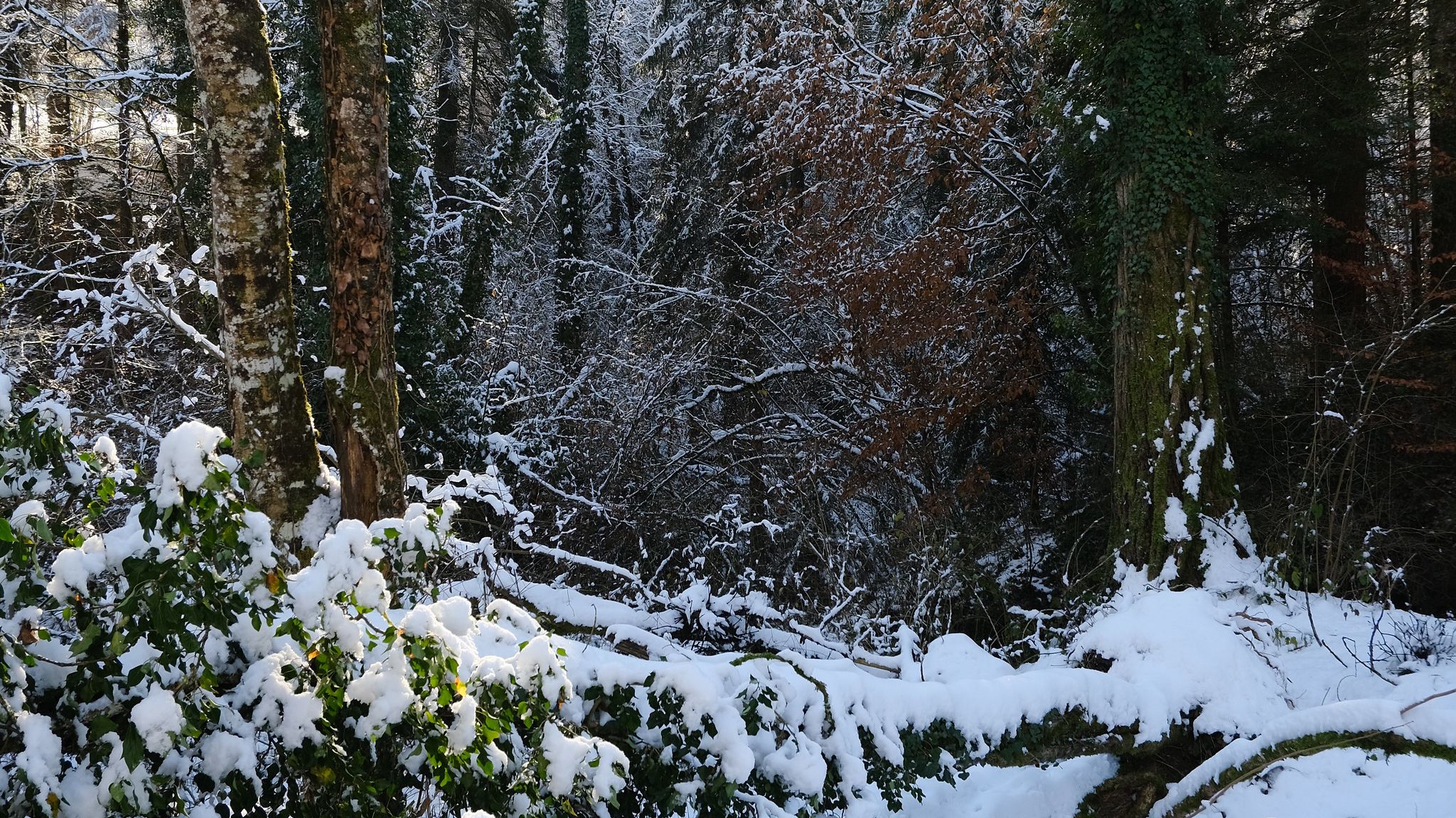 Snow in the forest Wallpaper