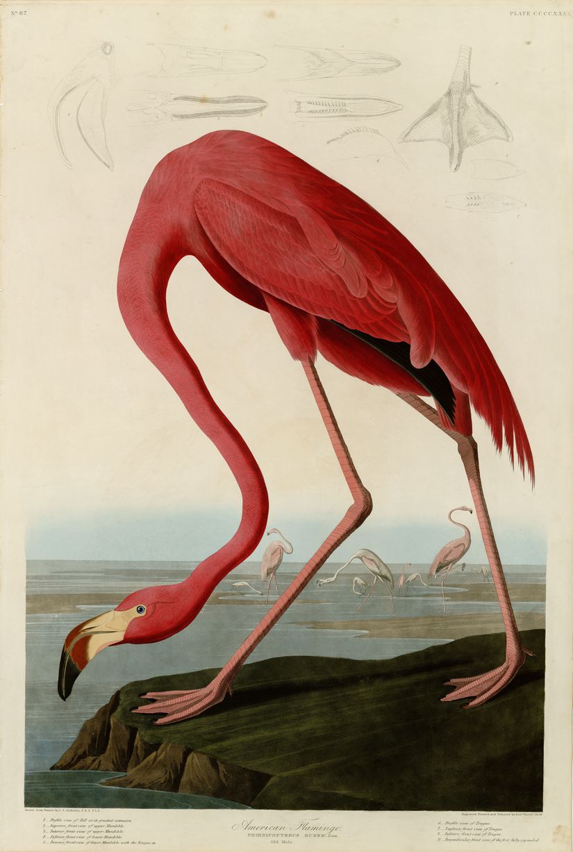 American Flamingo Wall Mural
